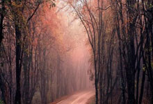 333体育app：[排球]保定男排逆转山东队.